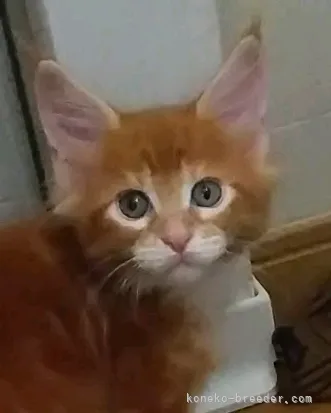 ID：2104-00760の子猫