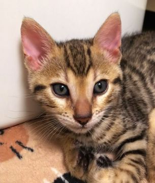 ベンガル【愛知県・女の子・2020年4月8日・ブラック(ブラウン)スポテッドタビーロゼット（グリッター入りでツヤツヤ♪）】の写真「おめめがクリクリ可愛らしい女の子です♪」