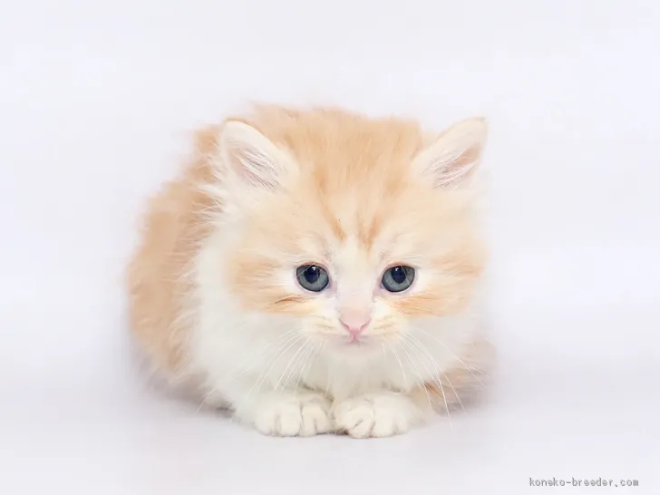 ID:2001-00357の子猫