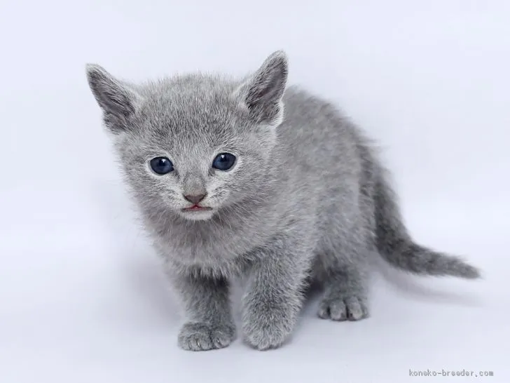 ID:2002-00072の子猫