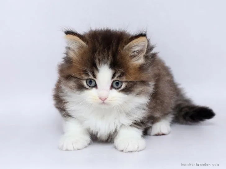 ID:2002-01417の子猫