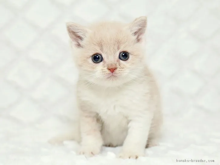 ID：1605-00351の子猫