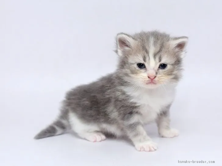 ID：2005-01628の子猫