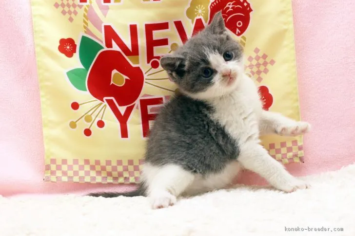 ID:2101-00012の子猫