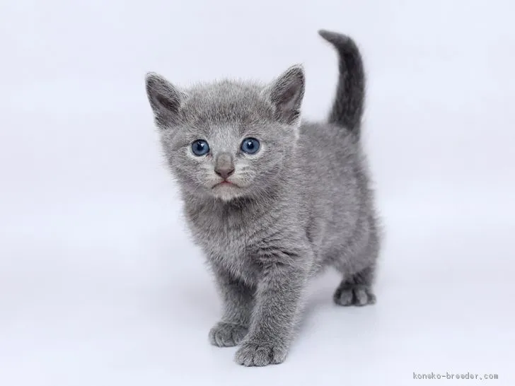 陽子 様のお迎えした子猫