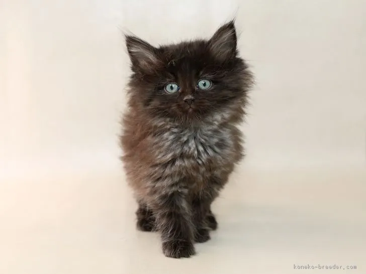 ID:1802-00318の子猫