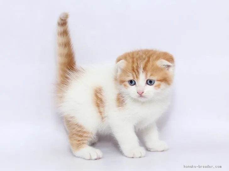 ID：2002-00067の子猫