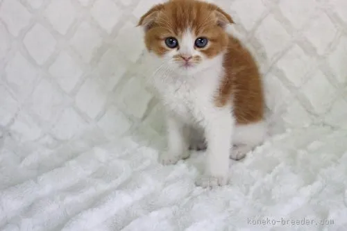 ID:1603-00231の子猫