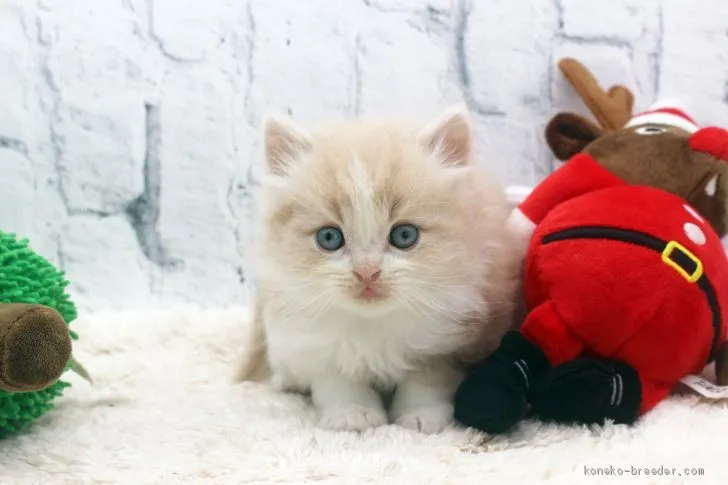 ID:2011-01529の子猫