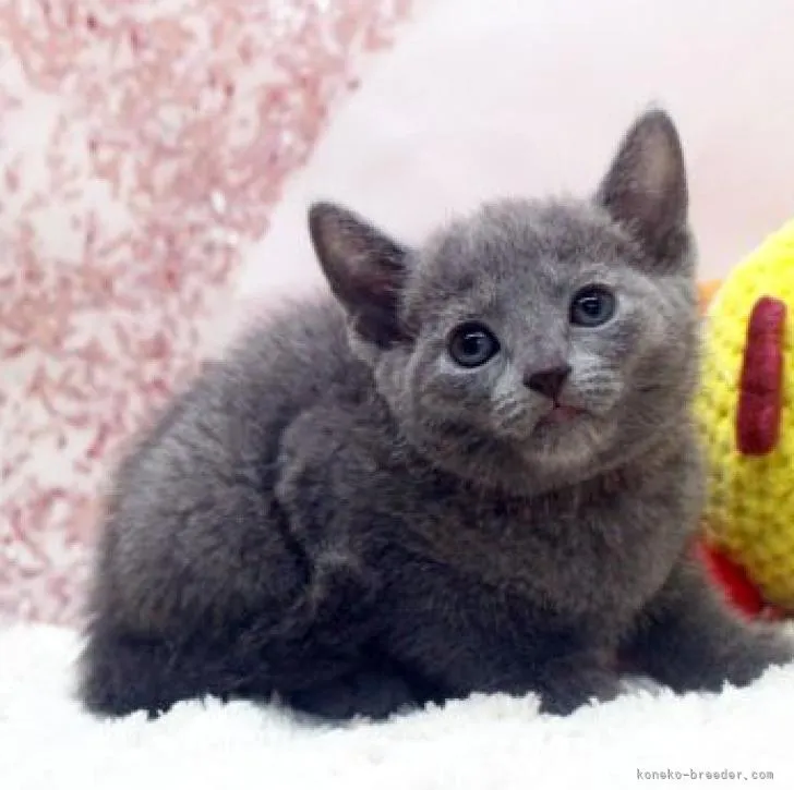 ID:2210-02171の子猫