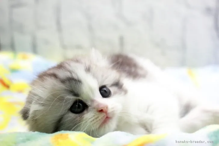 ID：2203-01034の子猫