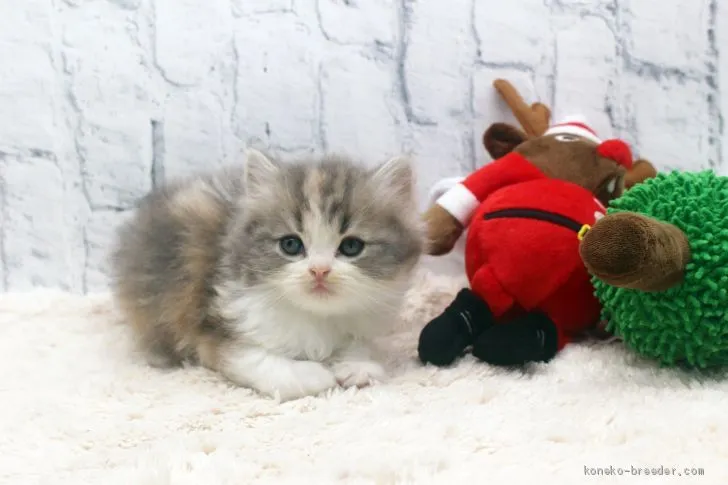 ID：2011-01532の子猫