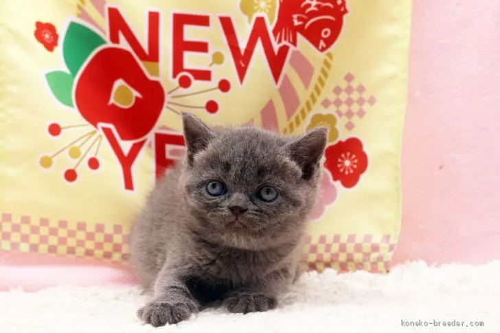 ID：2101-00013の子猫