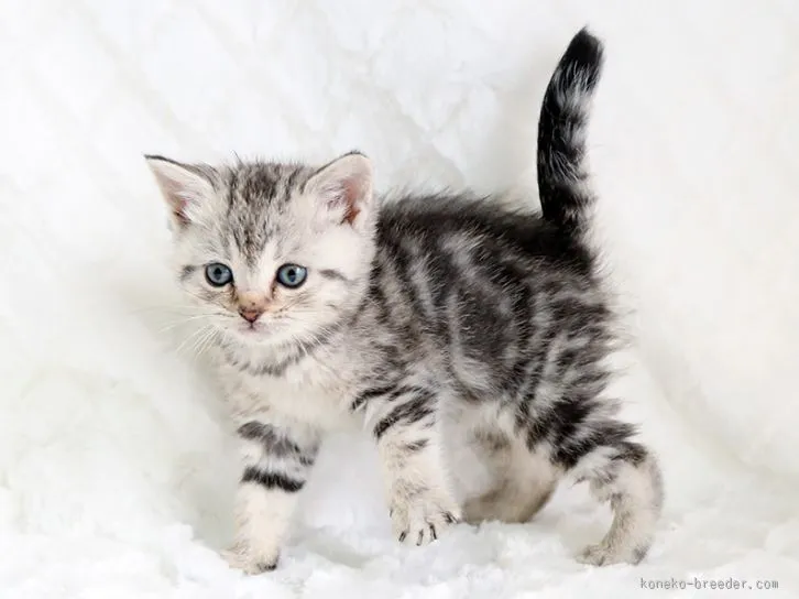 ID：1602-00058の子猫