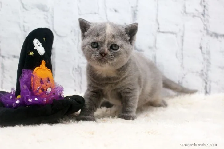 ID:2010-01423の子猫