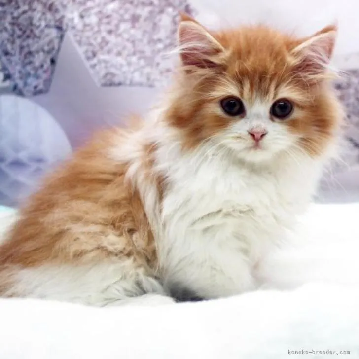 ID：2206-03111の子猫