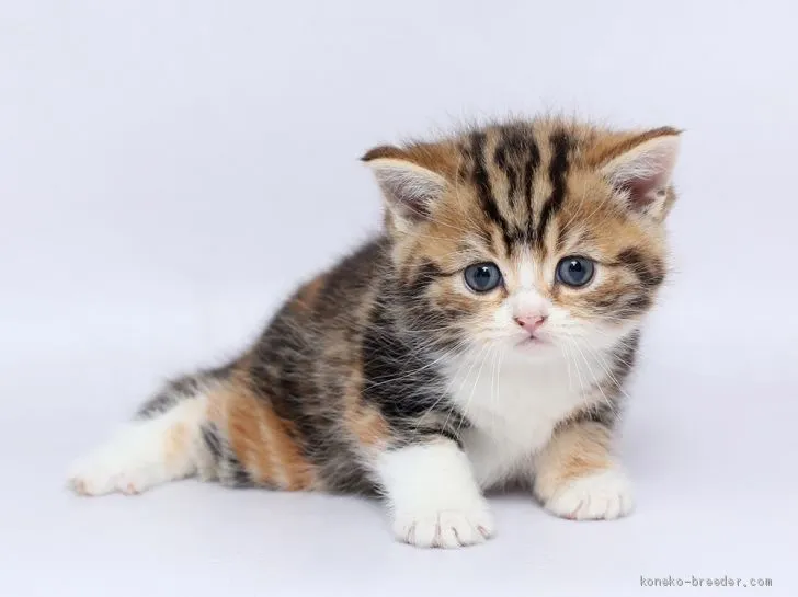 ID:2002-01411の子猫
