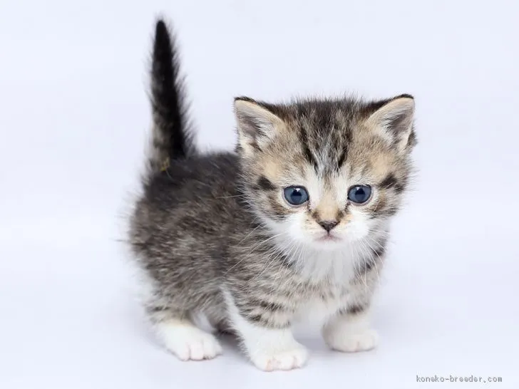ID：2002-00250の子猫