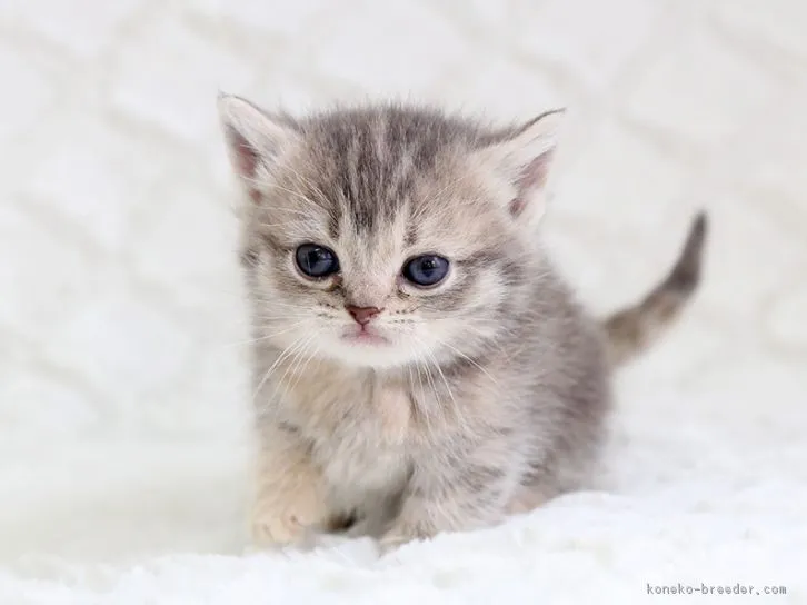 ID:1604-00039の子猫