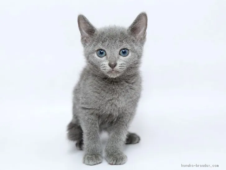 ID:2001-00811の子猫