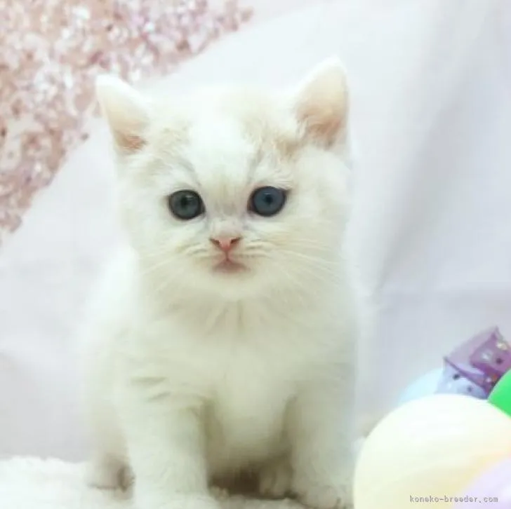 ID：2209-02619の子猫