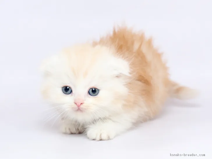 ID：2001-00358の子猫