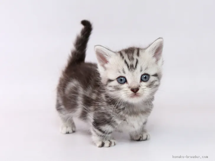 あいか 様のお迎えした子猫