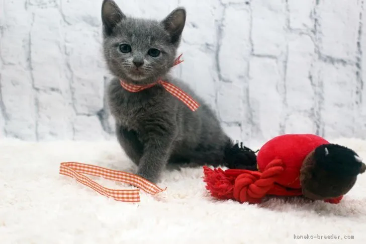 ID:2011-00344の子猫