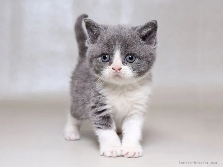 ID:1712-00598の子猫