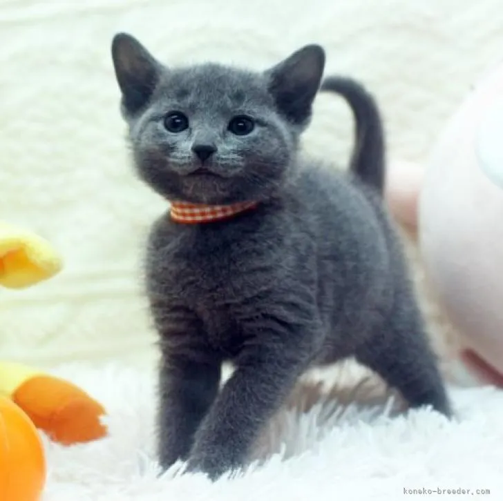 ID:2302-01977の子猫