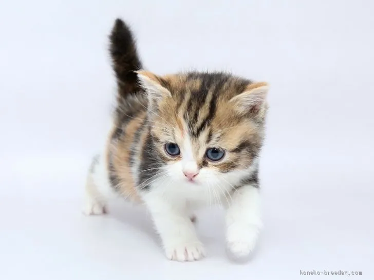 I.K 様のお迎えした子猫