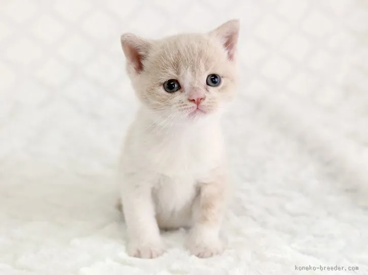 風太のママ 様のお迎えした子猫