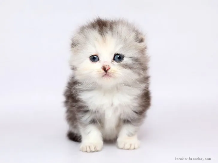 ID:1905-00778の子猫