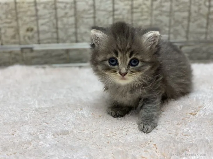 ID:2008-02052の子猫