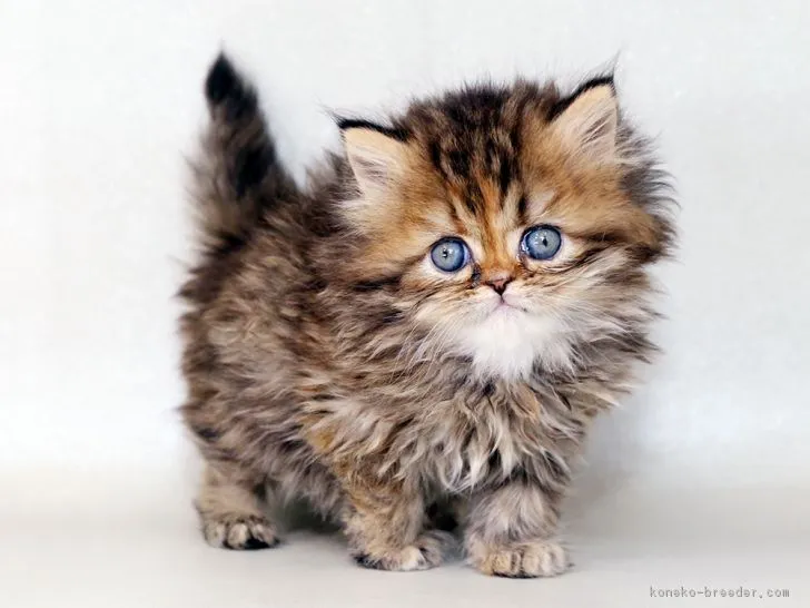 ID：1712-00790の子猫