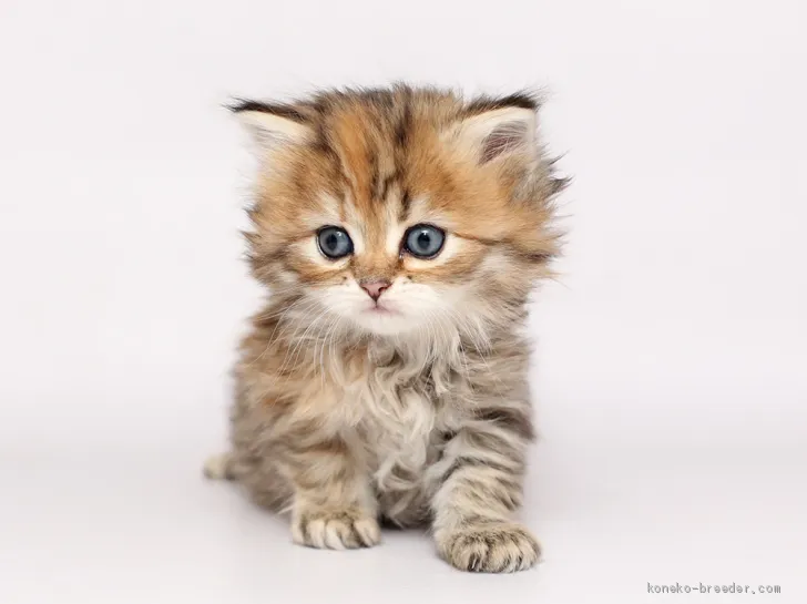 ID：1912-00743の子猫