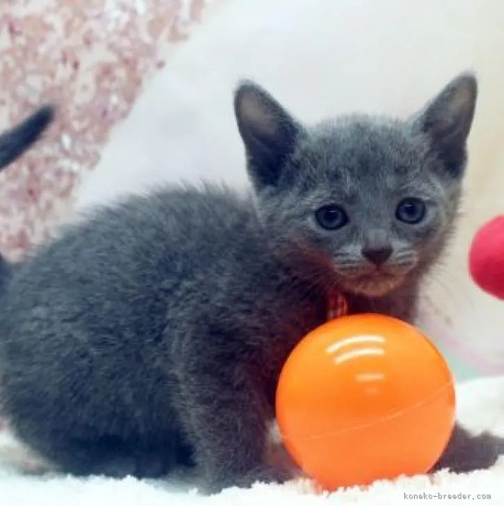 ID：2210-02152の子猫