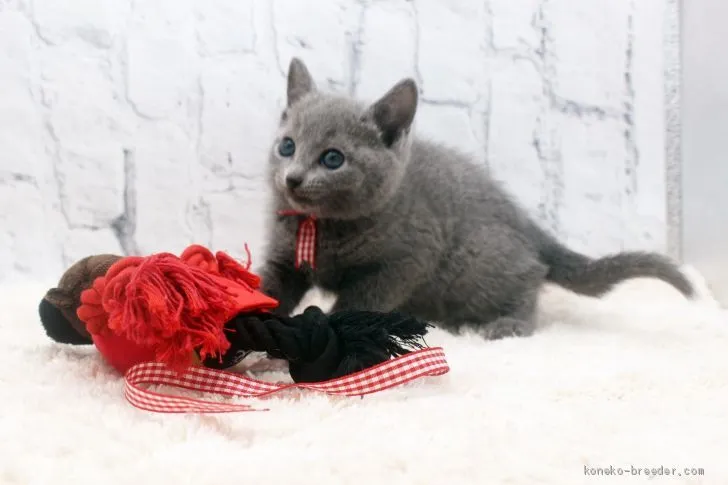 ID：2011-00345の子猫