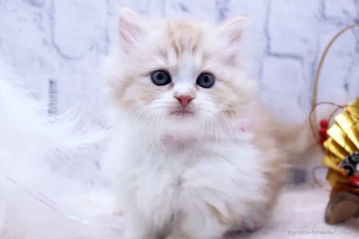 ID：2112-02018の子猫