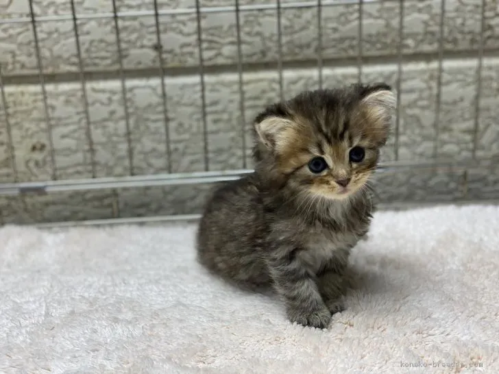 ID：2008-02058の子猫