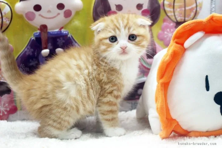 ID:2202-01586の子猫