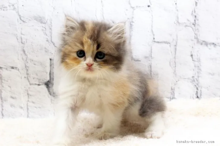 ID:2202-00575の子猫