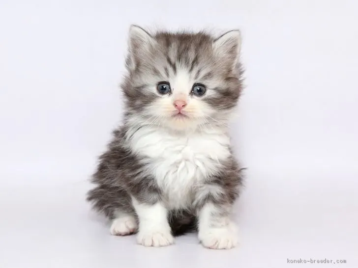 ID：1905-00782の子猫