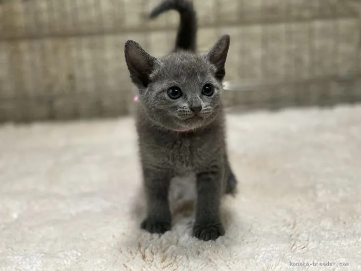 ID：2007-02095の子猫