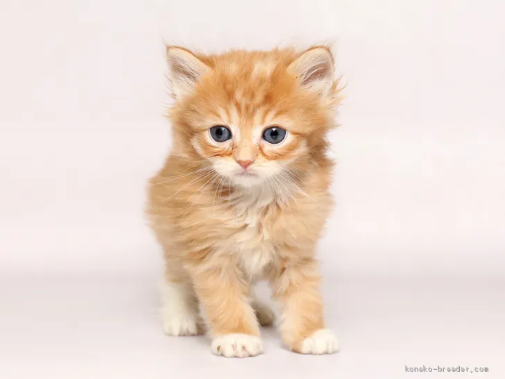 ID:1912-00735の子猫