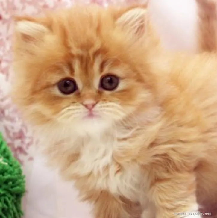 ID:2211-00963の子猫