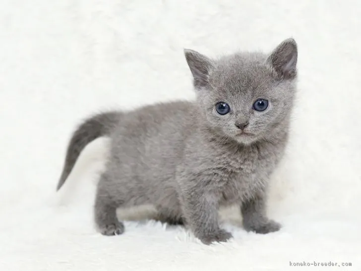 ジル 様のお迎えした子猫