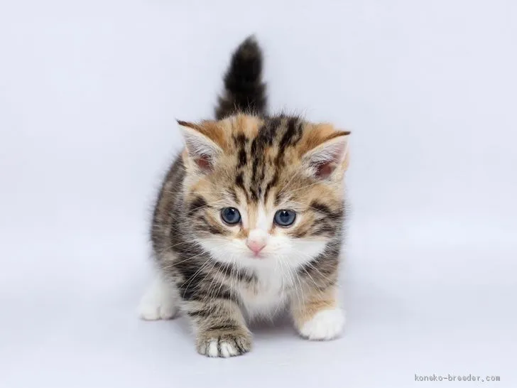 ID：2002-01412の子猫