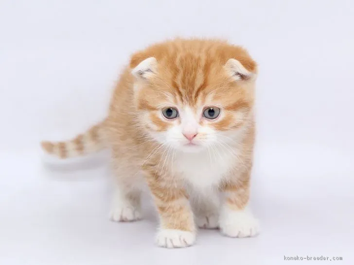 ID：2002-00068の子猫