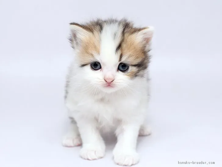 ID：2005-01629の子猫